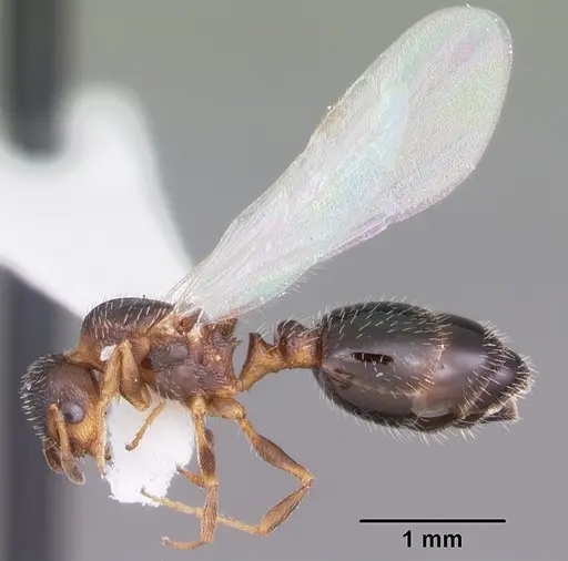 Temnothorax texanus - CASENT0104062