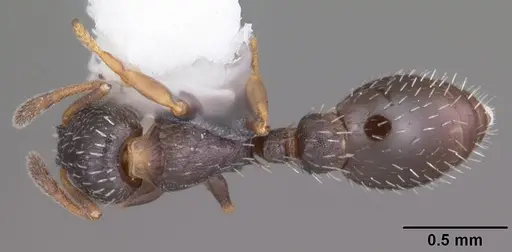 Temnothorax texanus - CASENT0104063