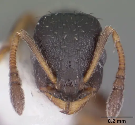 Temnothorax texanus - CASENT0104063