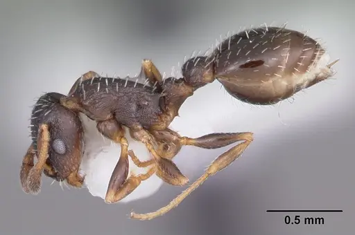 Temnothorax texanus - CASENT0104063