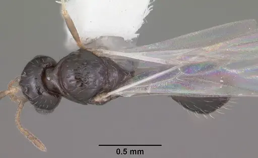 Temnothorax texanus - CASENT0104065