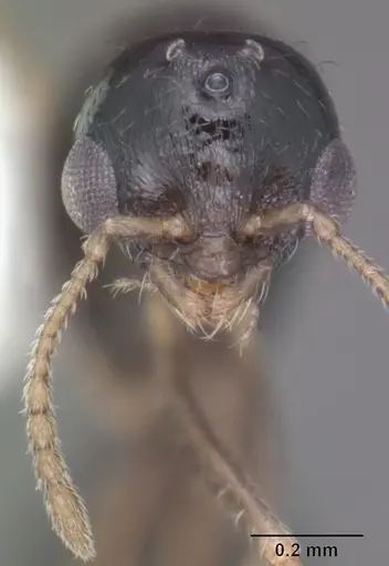 Temnothorax texanus - CASENT0104065