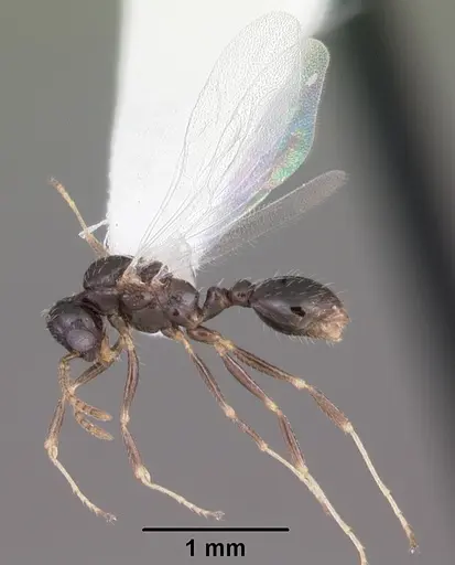 Temnothorax texanus - CASENT0104065