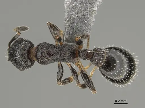 Temnothorax texanus - CASENT0923379