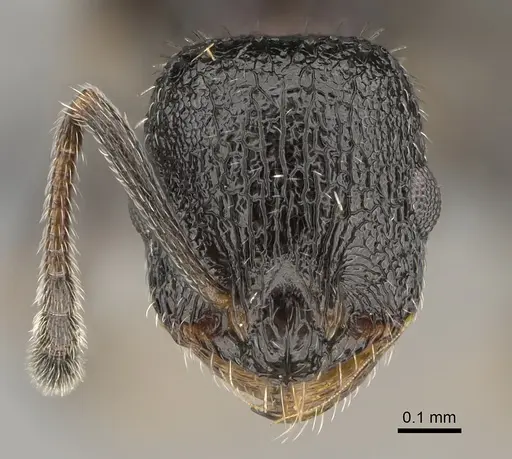 Temnothorax texanus - CASENT0923379