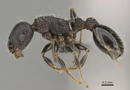 Temnothorax texanus - CASENT0923379