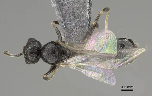 Temnothorax texanus - CASENT0923380