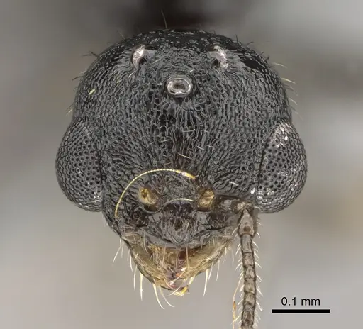 Temnothorax texanus - CASENT0923380