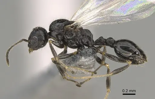 Temnothorax texanus - CASENT0923380