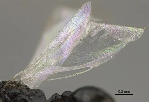 Temnothorax texanus - CASENT0923380