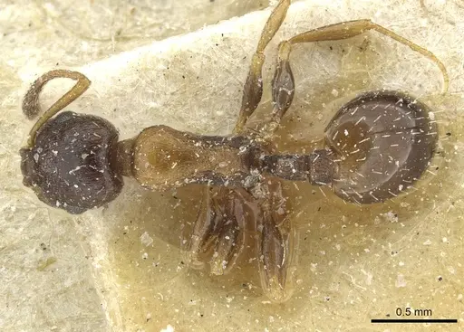 Temnothorax theryi specimen