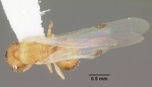 Temnothorax torrei specimen