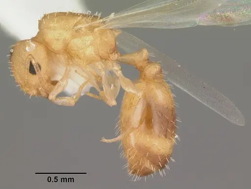Temnothorax torrei specimen
