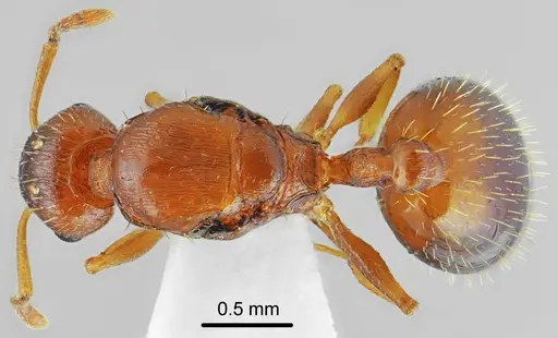 Temnothorax triangularis specimen