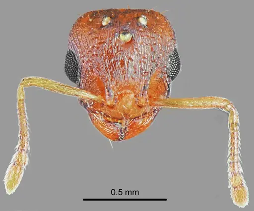 Temnothorax triangularis specimen