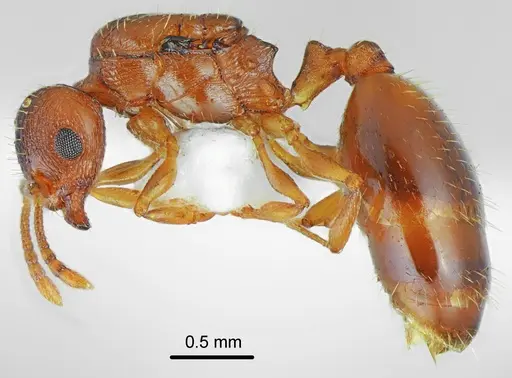 Temnothorax triangularis specimen