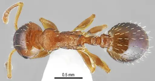 Temnothorax triangularis - CASENT0846901