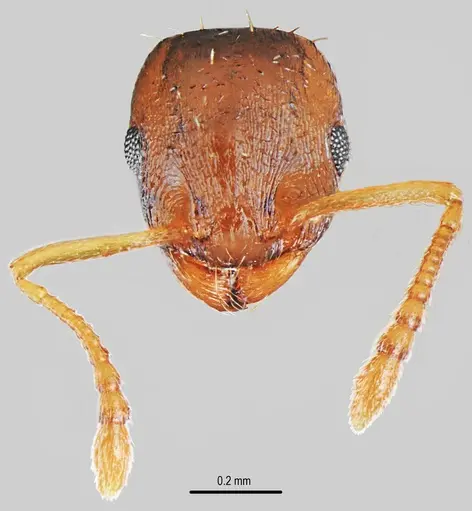 Temnothorax triangularis - CASENT0846901