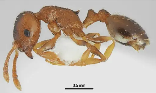 Temnothorax triangularis - CASENT0846901