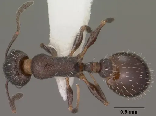 Temnothorax tricarinatus specimen