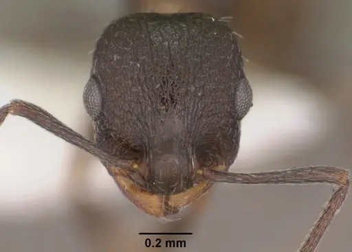 Temnothorax tricarinatus specimen