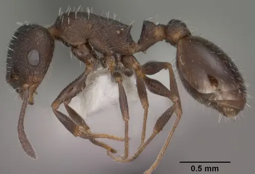 Temnothorax tricarinatus specimen