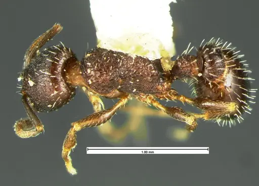 Temnothorax tricarinatus - CASENT0105629