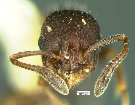 Temnothorax tricarinatus - CASENT0105629