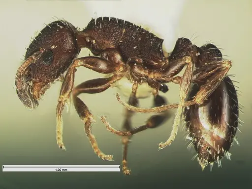 Temnothorax tricarinatus - CASENT0105629