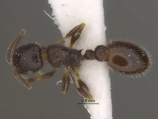 Temnothorax tricarinatus - CASENT0869801