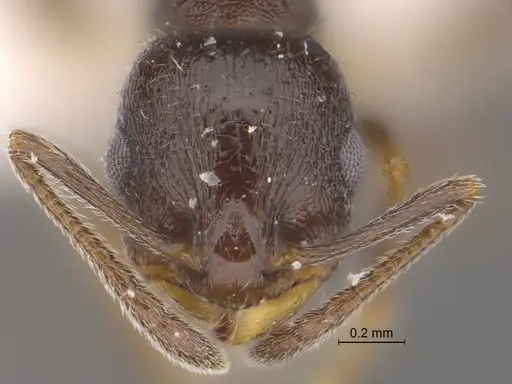 Temnothorax tricarinatus - CASENT0869801