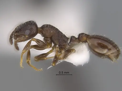 Temnothorax tricarinatus - CASENT0869801