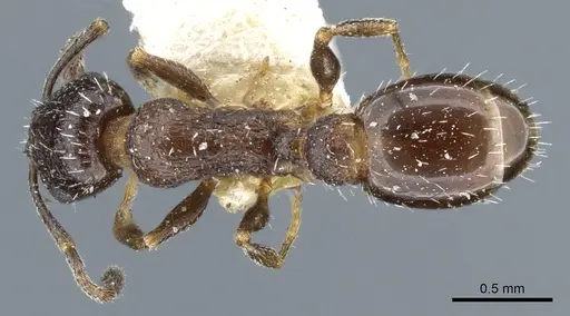 Temnothorax tricarinatus - CASENT0904747