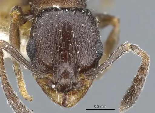 Temnothorax tricarinatus - CASENT0904747