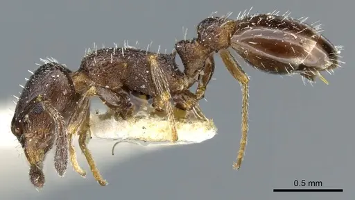 Temnothorax tricarinatus - CASENT0904747