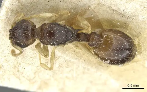 Temnothorax tricolor specimen