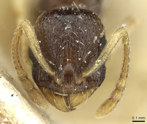 Temnothorax tricolor specimen