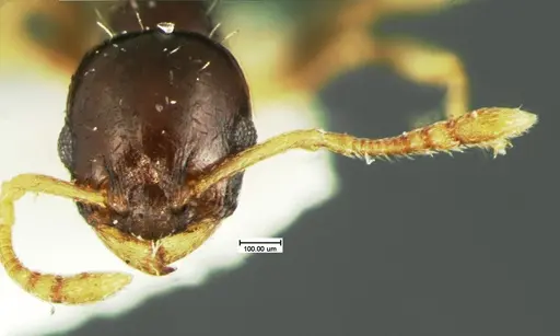 Temnothorax tuscaloosae specimen