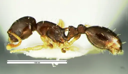 Temnothorax tuscaloosae specimen