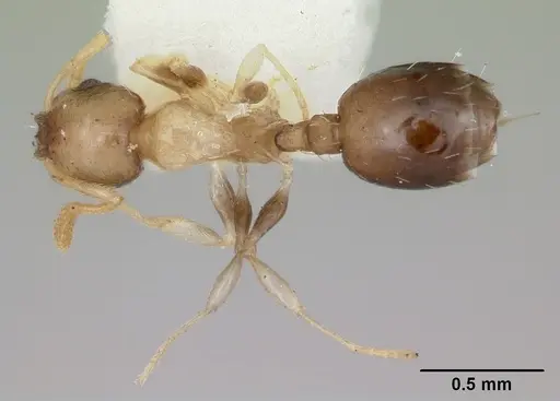 Temnothorax tuscaloosae - CASENT0172600