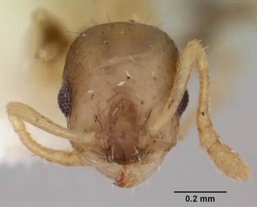 Temnothorax tuscaloosae - CASENT0172600