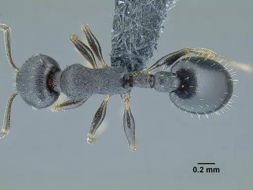 Temnothorax tuxtlanus specimen