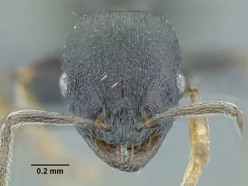 Temnothorax tuxtlanus specimen