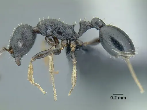Temnothorax tuxtlanus specimen
