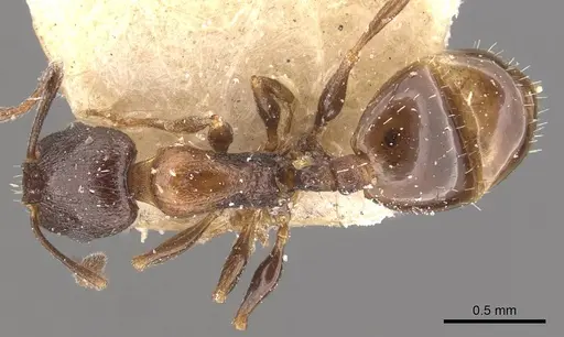 Temnothorax tyndalei specimen