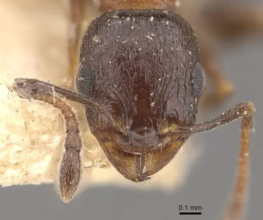 Temnothorax tyndalei specimen