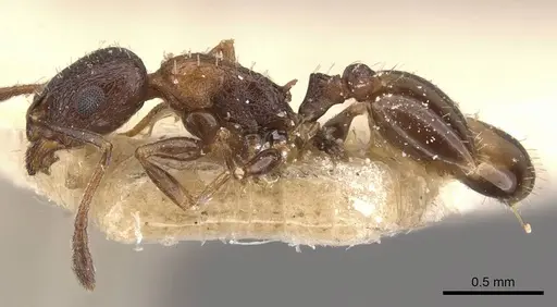Temnothorax tyndalei specimen