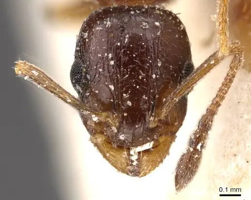 Temnothorax tyndalei - CASENT0912919