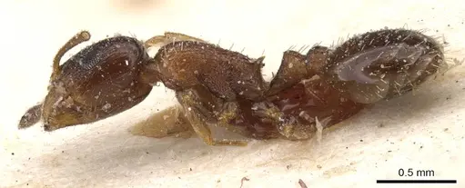 Temnothorax tyndalei - CASENT0912919