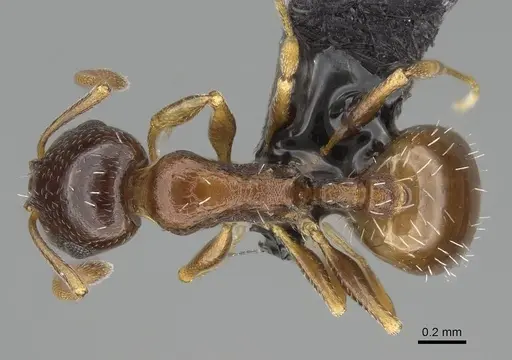 Temnothorax tyndalei - KG01543-2